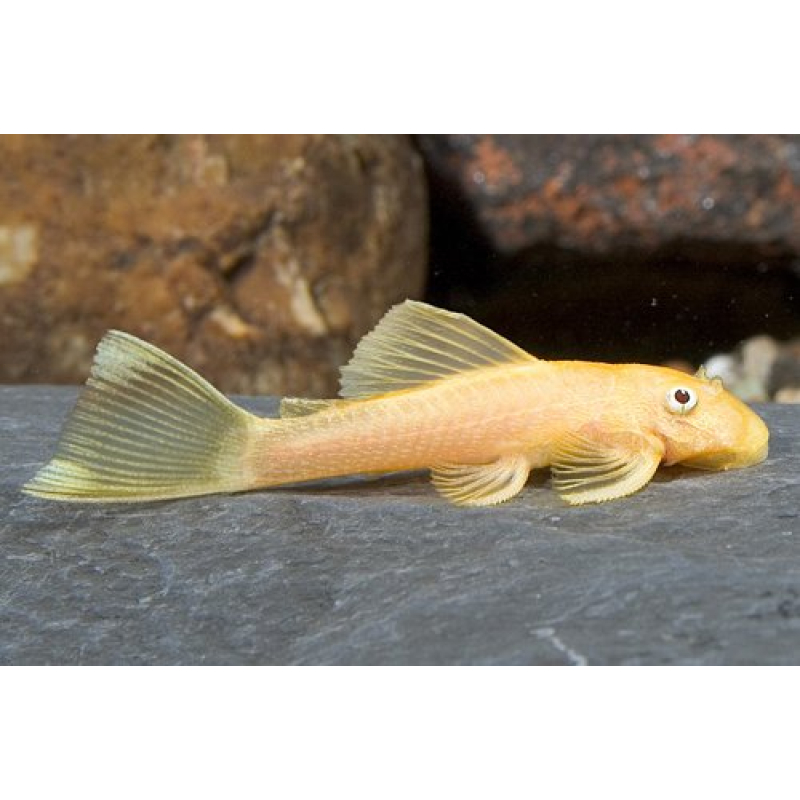 Ancistrus Lemon L-144